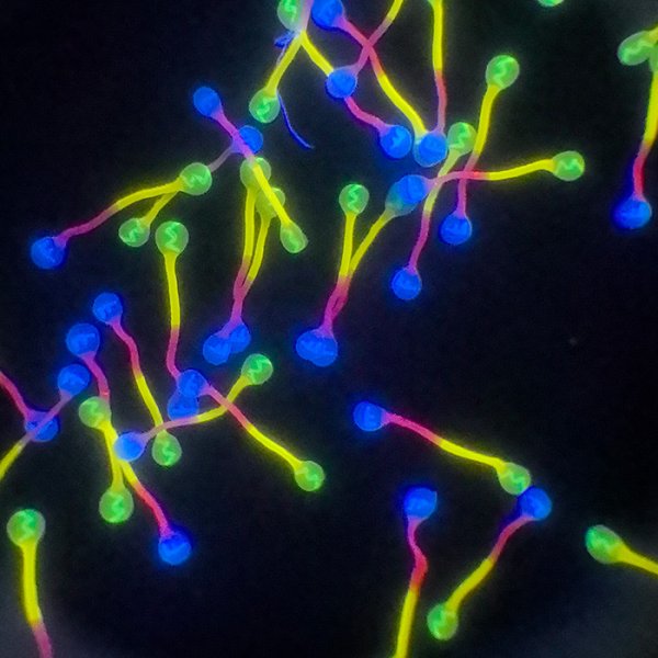 微缩文(wén)字纤维